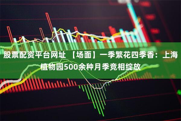 股票配资平台网址 【场面】一季繁花四季香：上海植物园500余种月季竞相绽放